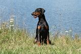 DOBERMANN 1041